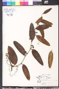 Smilax laurifolia image