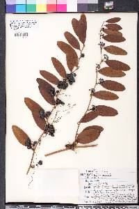 Smilax laurifolia image