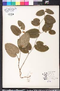 Smilax pumila image