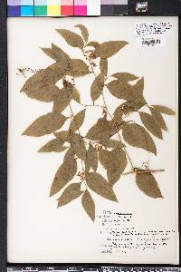 Smilax smallii image