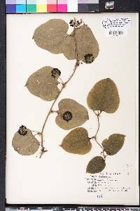 Smilax tamnoides image