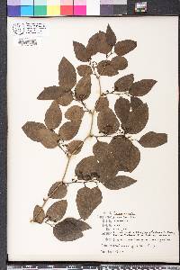 Smilax tamnoides image