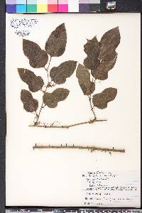 Smilax tamnoides image