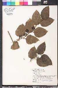 Smilax tamnoides image