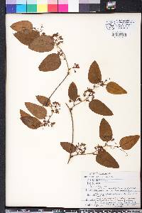 Smilax walteri image
