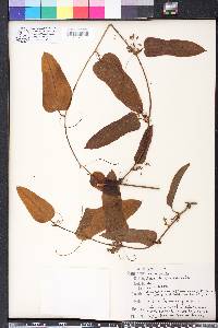 Smilax walteri image