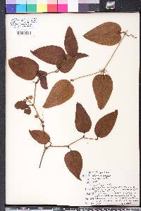 Smilax walteri image