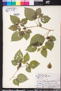 Physalis pubescens image