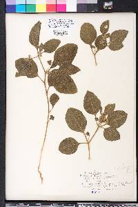 Physalis virginiana image