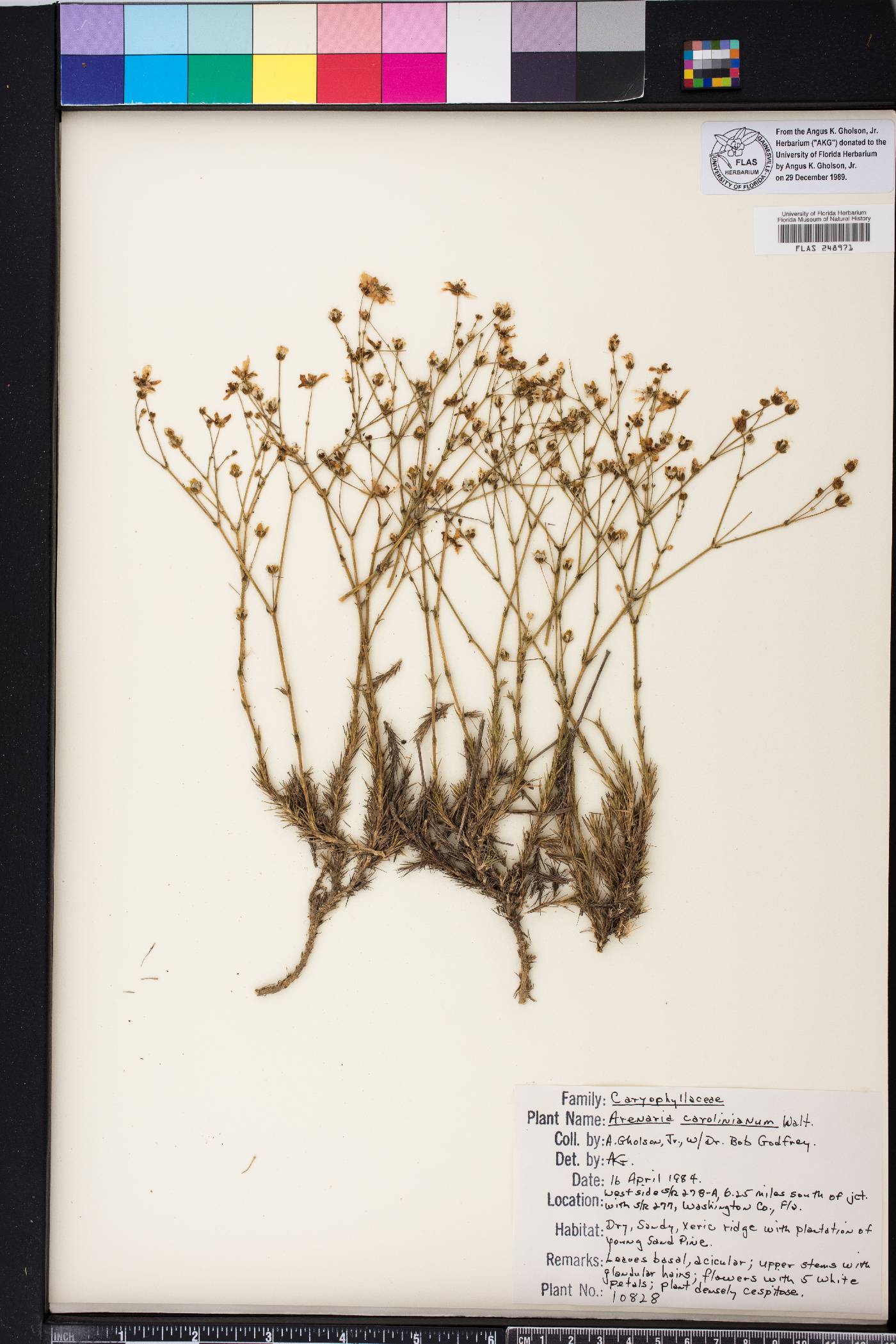 Sabulina caroliniana image