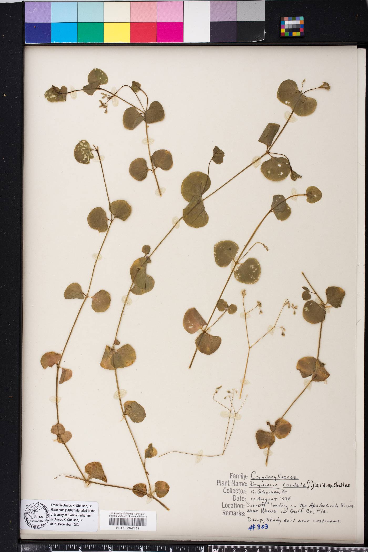 Drymaria cordata image