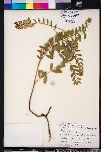 Astragalus canadensis image