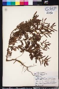 Chamaecrista nictitans var. aspera image