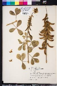 Crotalaria pallida image