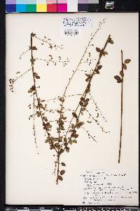 Desmodium ciliare image