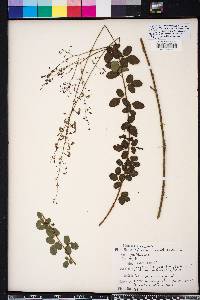 Desmodium ciliare image