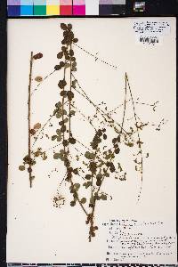 Desmodium ciliare image