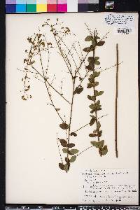 Desmodium ciliare image