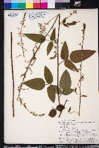 Desmodium cuspidatum image