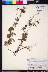 Desmodium incanum image