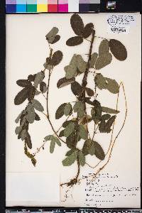 Desmodium incanum image