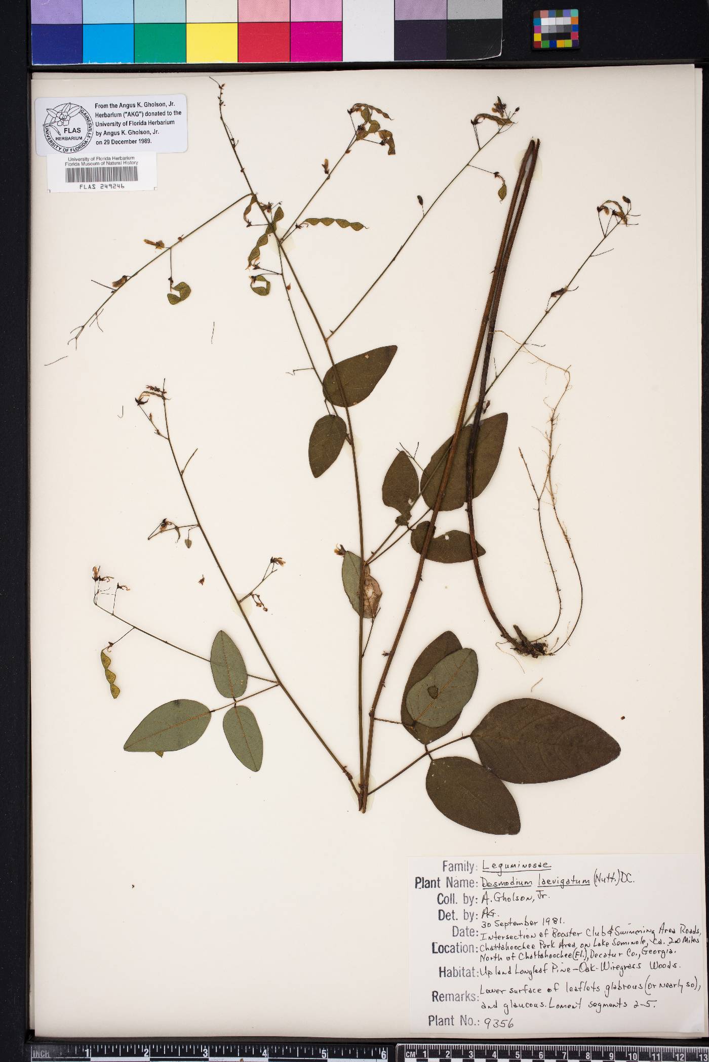 Desmodium laevigatum image