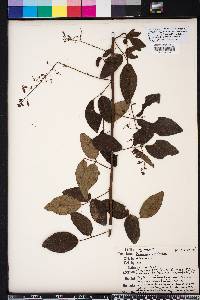 Desmodium laevigatum image