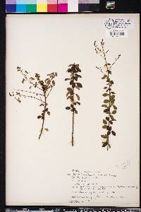 Desmodium marilandicum image