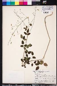 Desmodium marilandicum image