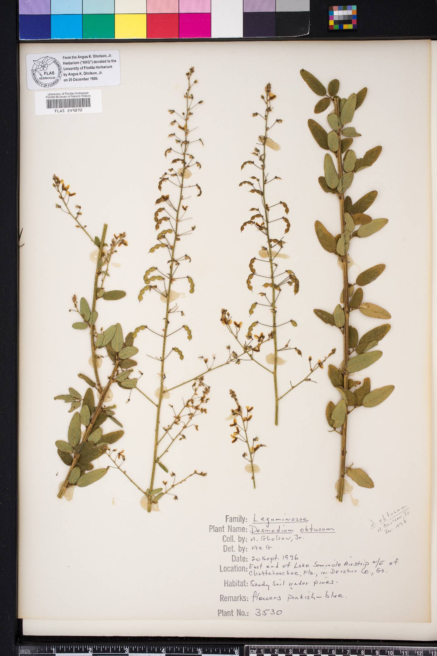 Desmodium obtusum image