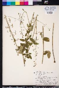 Desmodium obtusum image