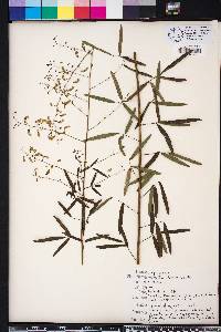 Desmodium strictum image