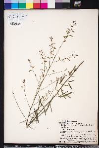 Desmodium strictum image