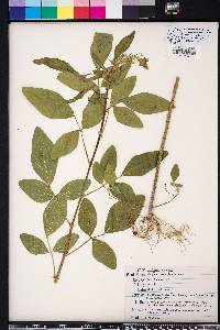 Desmodium tortuosum image