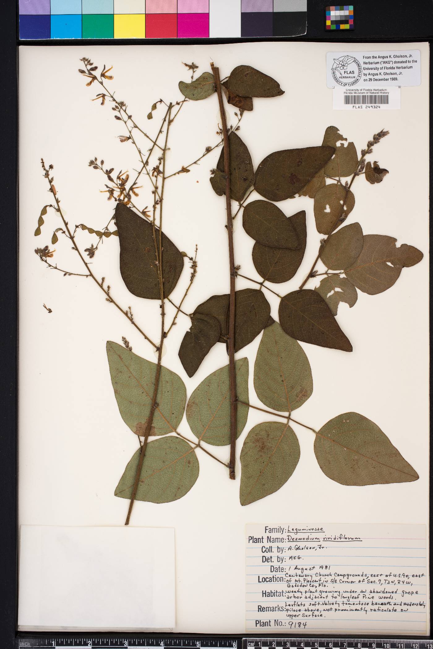 Desmodium viridiflorum image
