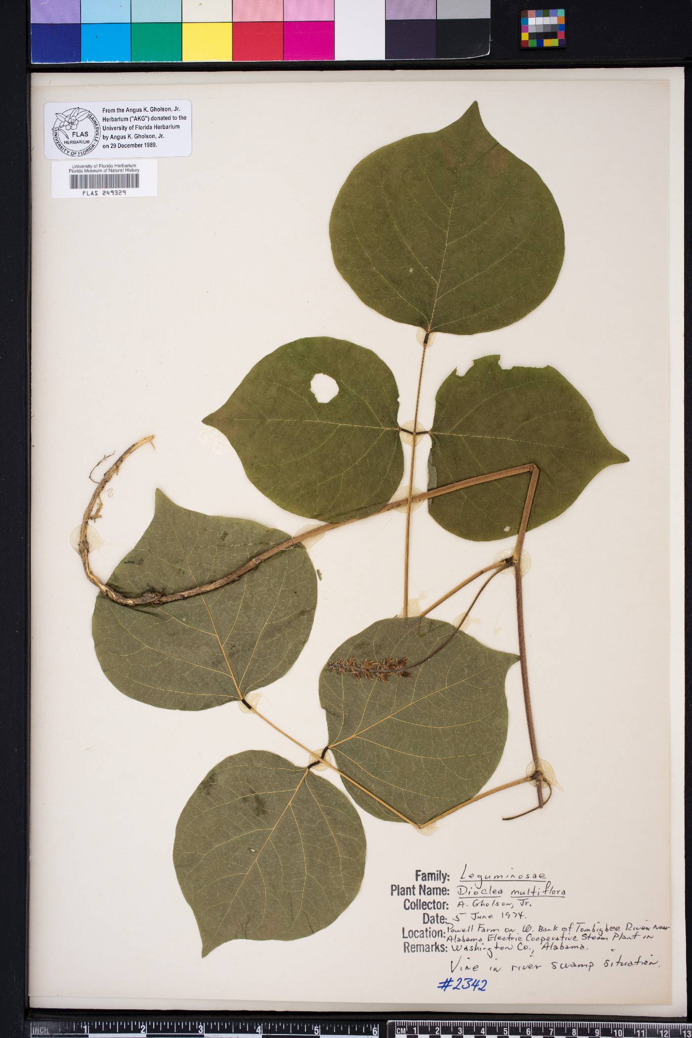 Dioclea multiflora image