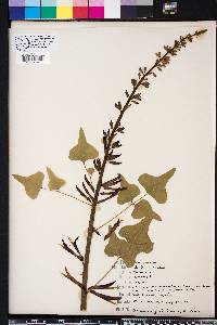 Erythrina herbacea image