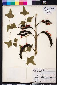 Erythrina herbacea image