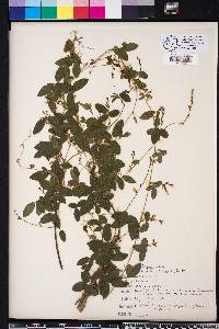 Galactia volubilis image