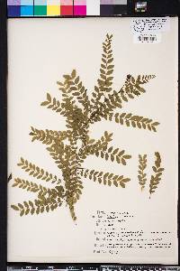 Gleditsia aquatica image