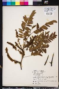 Gleditsia aquatica image