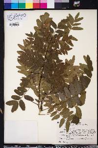 Gleditsia aquatica image