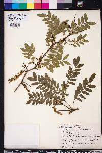 Gleditsia aquatica image