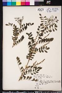 Indigofera caroliniana image