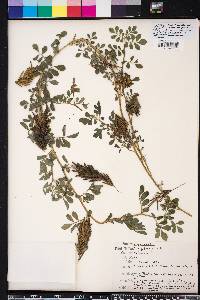 Indigofera spicata image