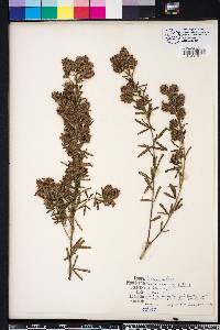 Lespedeza angustifolia image