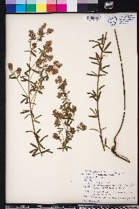 Lespedeza angustifolia image