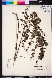 Lespedeza intermedia image