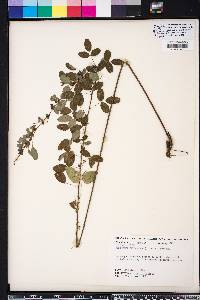 Lespedeza intermedia image