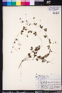 Lespedeza repens image